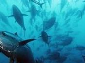 Troppi tonni Sicilia, sarde acciughe sempre rare