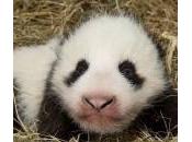 panda dello Vienna solo mesi (foto)