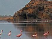 Lago Natron Tanzania: trasforma animali statue pietra