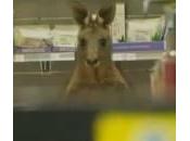 Canguro entra farmacia all’aeroporto Melbourne (Video)