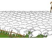 pastore pecore Video