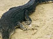 Sidney, giovane sbranato coccodrillo mentre attraversa fiume