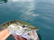 fine annunciata Luccio perchè solo pescatori possiamo evitarla)