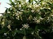 siepe rampicante sempreverde