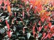 potatura siepe photinia