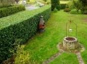 arbusti siepe