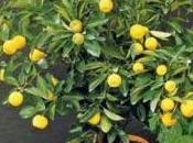 concimazione limoni vaso