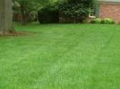 semina prato inglese