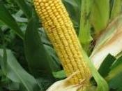 concimazione mais