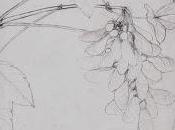 Sketch Acero autunnale