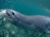 Foca leopardo caccia pinguino