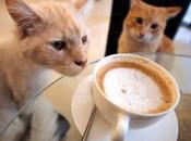 caffé gatti