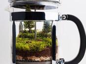 Terrarium, terrarium, terrarium!