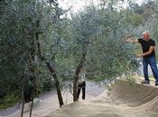 resoconto della raccolta delle olive