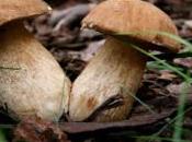 Corso funghi Firenze