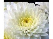 Crisantemo, fiore morti solo Italia… mondo gioia