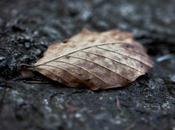 Death Leaf