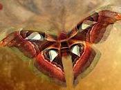 Anterpima Blogtour: Grey Shadow Tappa