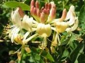 fiori bach honeysuckle