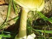 amanita phalloides