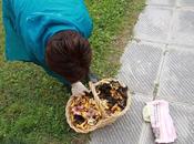 funghi boschi Pierino