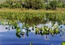 Guyana: diga minaccia foresta amazzonica