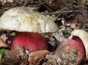 boletus satanas