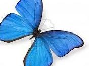 Farfallina volo)