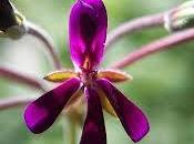 Pelargonium: geranio contro virus raffeddori. Come funziona.