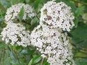 siepi crescita veloce