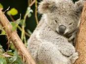 Cittadini scienziati aiutateci contare koala