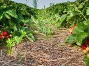 Terra fuochi, finanziere testimonia sversamenti illegali:’lì coltivano fragole’