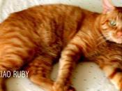 gatto Ruby, anno dopo