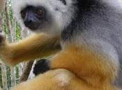 Sifaka diadema, lemure difficoltà