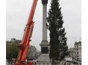 Londra, l’albero Natale Trafalgar Square (foto)