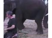 Elefante proboscide duetta pianista (Video)