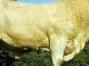 fatiche ercole toro cretese