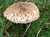 macrolepiota procera