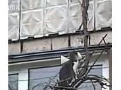 Mamma gatta salta sugli alberi tenendo cucciolo bocca (video)