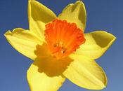 Dedicata Pasqualino Contu: “The Daffodils” William Wordsworth