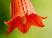 Canarina canariensis