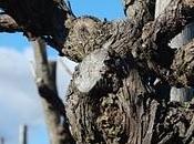 Musmeci 2007 Luciano Pignataro WineBlog. cura Marina Alaimo...con inedito abbinamento enomusicale