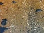 mistero degli uccelli cadono morti cielo