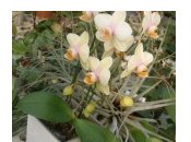 Fino fine gennaio 2011 prosegue test “Orchidee Maxi-Cubi” blog Fiori&amp;Foglie; TgCom