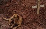 cani Teresopolis