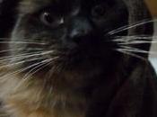 Gatto malatto