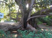 Alberi monumentali, Ficus macrophylla giardino Bellini Catania