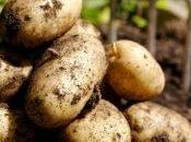 OGM: annulla autorizzazione patata Amflora