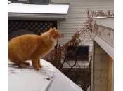 Epic fail Waffles gatto: salto cortissimo dalla macchina innevata (Video)