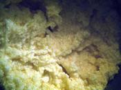 Pandolce Genovese, mangiare tovagliolo perderne neanche briciola.